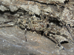 Acanthocteninae