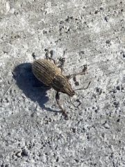 Naupactus