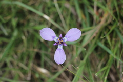 Herbertia lahue