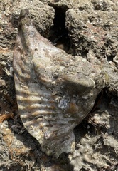Lobatus peruvianus