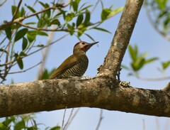 Colaptes rubiginosus