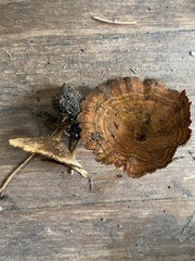 Coltricia cinnamomea