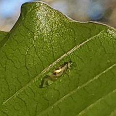 Graphopsocus