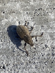 Naupactus