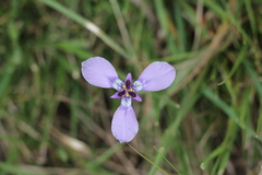 Herbertia lahue