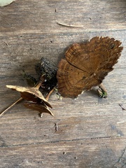 Coltricia cinnamomea