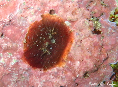 Pyura tessellata