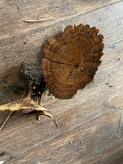 Coltricia cinnamomea