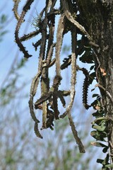 Pfeiffera ianthothele