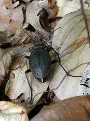 Carabus hortensis