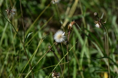 Sonchus maritimus