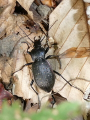 Carabus hortensis