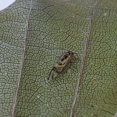Graphopsocus