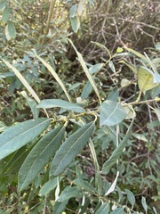 Salix sitchensis