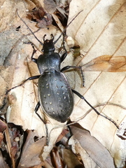 Carabus hortensis