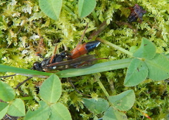 Ichneumon sarcitorius