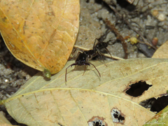 Odontomachus haematodus