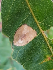 Phyllonorycter aeriferella