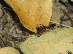 Odontomachus haematodus