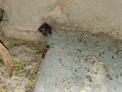 Camponotus maculatus