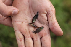 Austrolebias nigripinnis