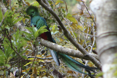 Pharomachrus mocinno