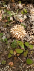 Monarda bradburiana