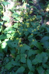 Solidago macrophylla