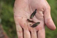 Austrolebias nigripinnis