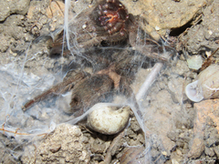 Dolichothele exilis