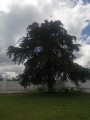 Cupressus