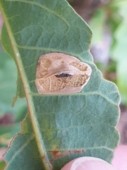 Phyllonorycter aeriferella