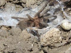 Dolichothele exilis