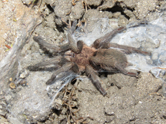 Dolichothele exilis