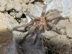 Dolichothele exilis