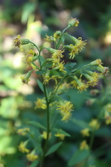 Solidago macrophylla