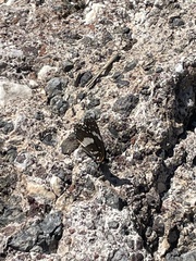 Chlosyne lacinia crocale