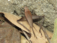 Eneoptera