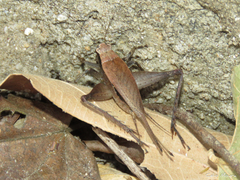 Eneoptera