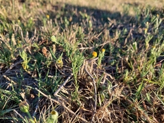 Hymenoxys anthemoides