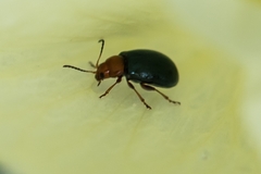 Podagrica fuscicornis