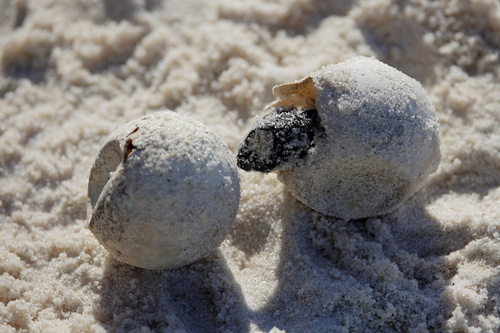 Loggerhead Sea Turtle photographed in Alabama