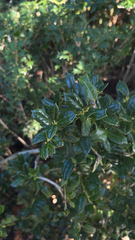Ilex cornuta