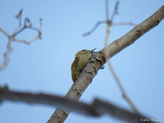 Dryobates passerinus