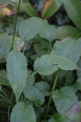 Solidago macrophylla