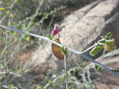 Adenolobus garipensis