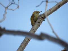 Dryobates passerinus