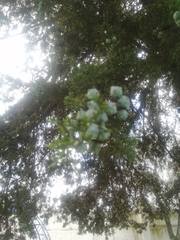 Cupressus