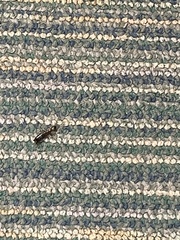 Euborellia annulipes