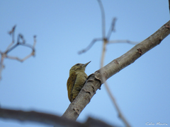 Dryobates passerinus